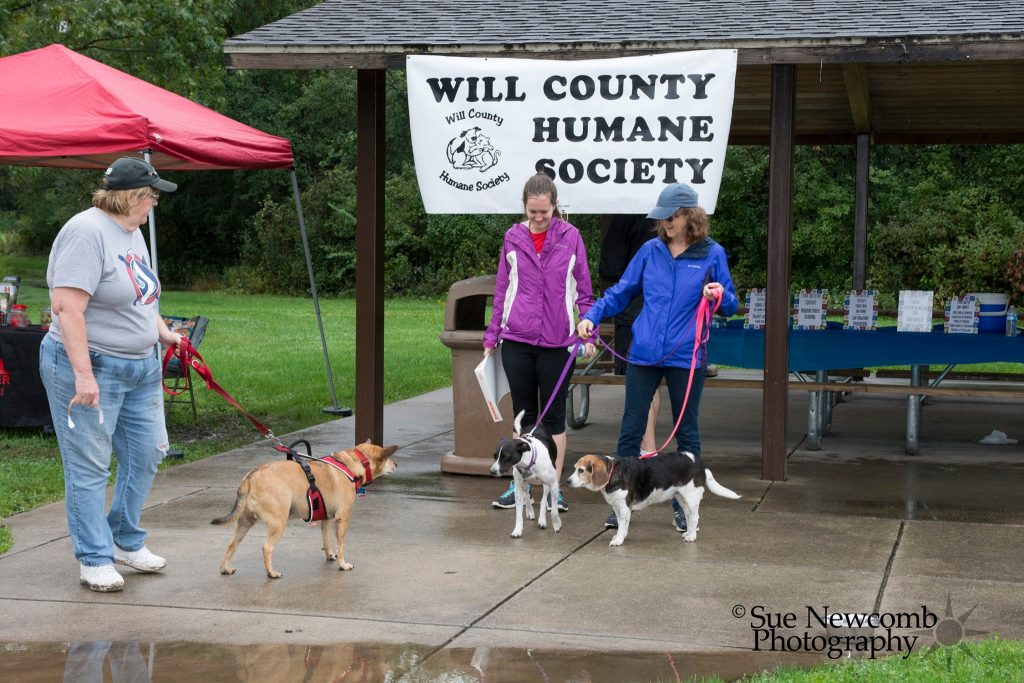 Whisker Walk 2019